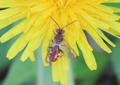 Nomada cuneata