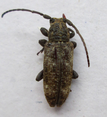 Apomecyna binubila binubila