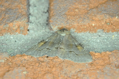 Zale submediana