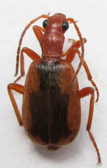 Brachinus dorsalis