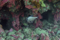 Pempheris multiradiata