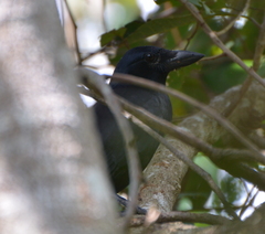 Corvus moneduloides