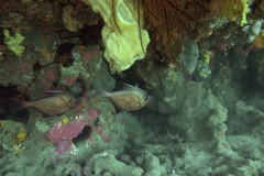 Pempheris multiradiata