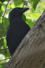 Corvus moneduloides