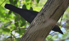 Corvus moneduloides