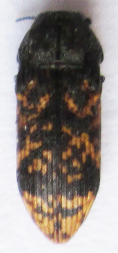 Acmaeodera exasperans