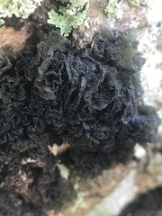 Leptogium coralloideum