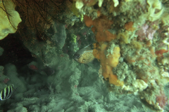 Pempheris multiradiata