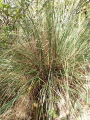 Chionochloa antarctica
