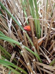 Chionochloa antarctica