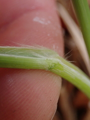 Chionochloa antarctica