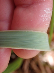 Chionochloa antarctica