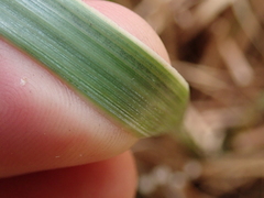 Chionochloa antarctica