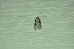 Semioscopis packardella