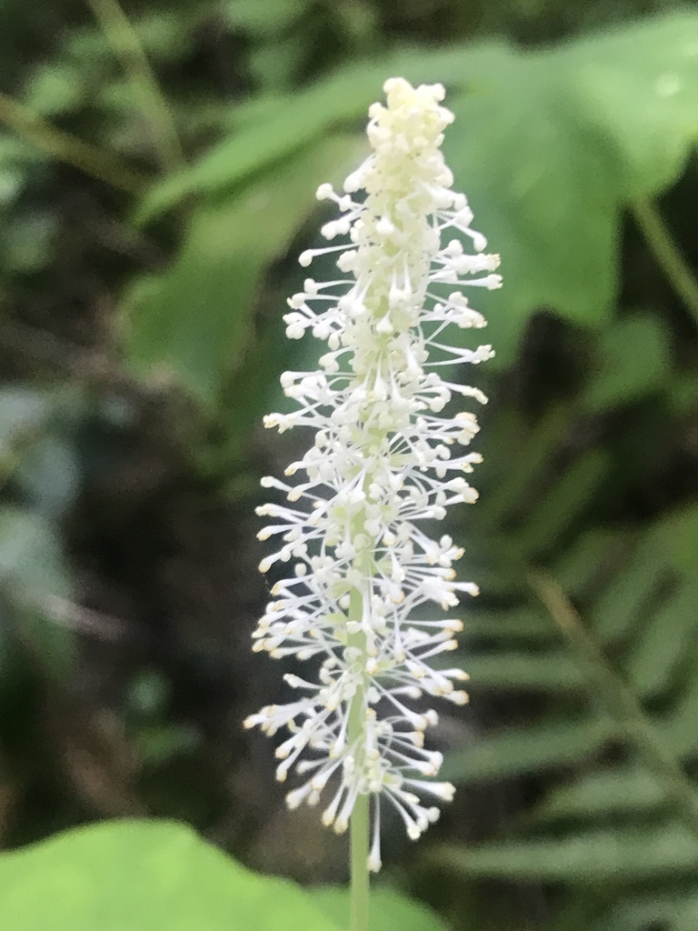 vanilla leaf