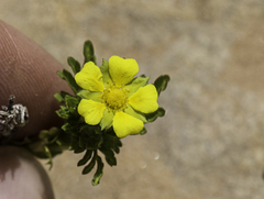 Potentilla supina