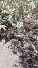 Astragalus caricinus