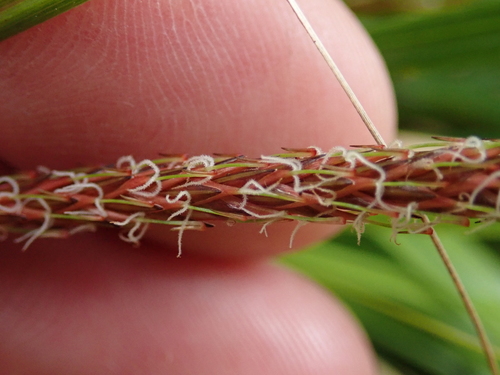 Carex uncinata