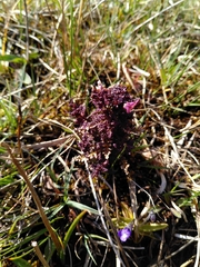 Pedicularis palustris