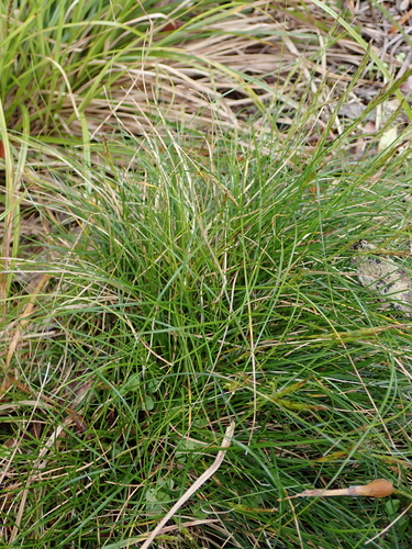 Subantarctic Hook Grass (Carex aucklandica)