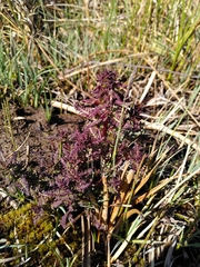 Pedicularis palustris