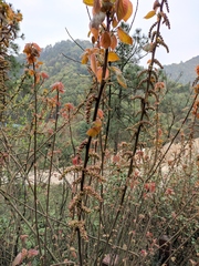 Alchornea davidii
