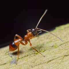 Gelis melanocephalus