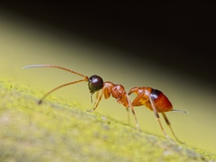 Gelis melanocephalus