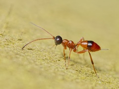 Gelis melanocephalus