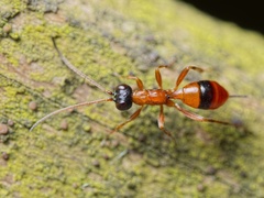 Gelis melanocephalus