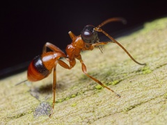 Gelis melanocephalus