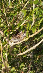 Monistria pustulifera