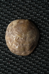 Heteranomia squamula