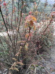 Alchornea davidii