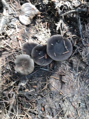 Melanoleuca angelesiana