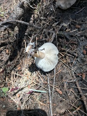 Melanoleuca angelesiana