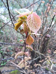 Alchornea davidii