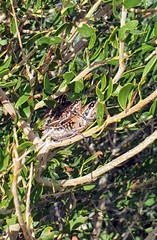 Monistria pustulifera