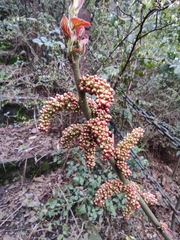 Alchornea davidii
