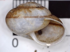 Tryonigens remondi