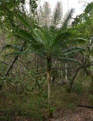 Cycas seemannii