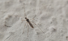 Gampsocoris