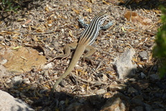 Aspidoscelis scalaris