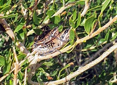 Monistria pustulifera