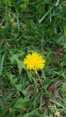 Taraxacum officinale