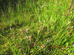 Schoenus concinnus