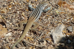 Aspidoscelis scalaris