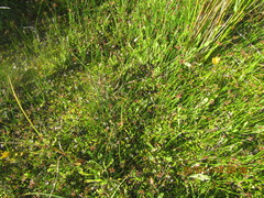 Schoenus concinnus