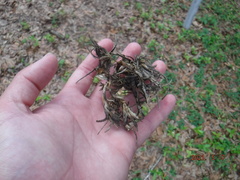 Tillandsia recurvata