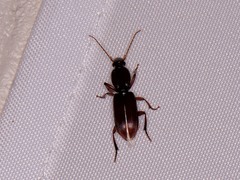 Stenomorphus